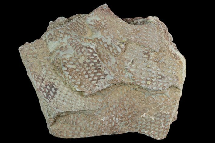 Ordovician Graptolite (Araneograptus) Plate - Morocco #126411
